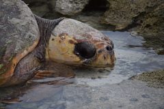 Chelonibia testudinaria