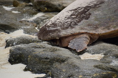 Chelonibia testudinaria