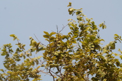 Diospyros salicifolia, photograph (c) Carlos Domínguez-Rodríguez, some rights reserved (CC BY)