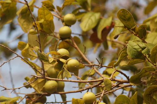 Diospyros salicifolia, photograph 3