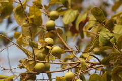 Diospyros salicifolia, photograph (c) Carlos Domínguez-Rodríguez, some rights reserved (CC BY)