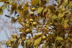 Diospyros salicifolia, photograph (c) Carlos Domínguez-Rodríguez, some rights reserved (CC BY)