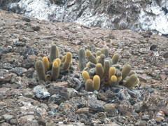 Brachycereus nesioticus