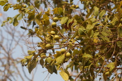 Diospyros salicifolia, photograph (c) Carlos Domínguez-Rodríguez, some rights reserved (CC BY)
