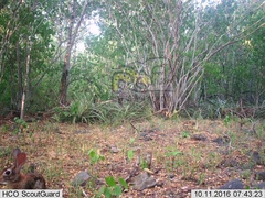 Sylvilagus cunicularius insolitus