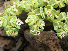 Euphorbia amplexicaulis