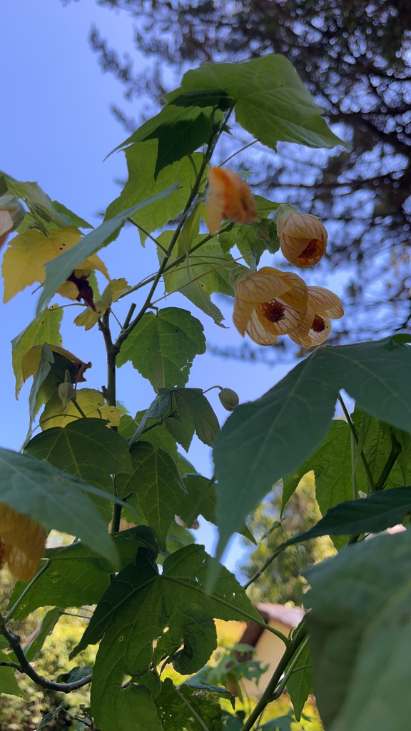 Bụp Lồng Đèn – Callianthe picta