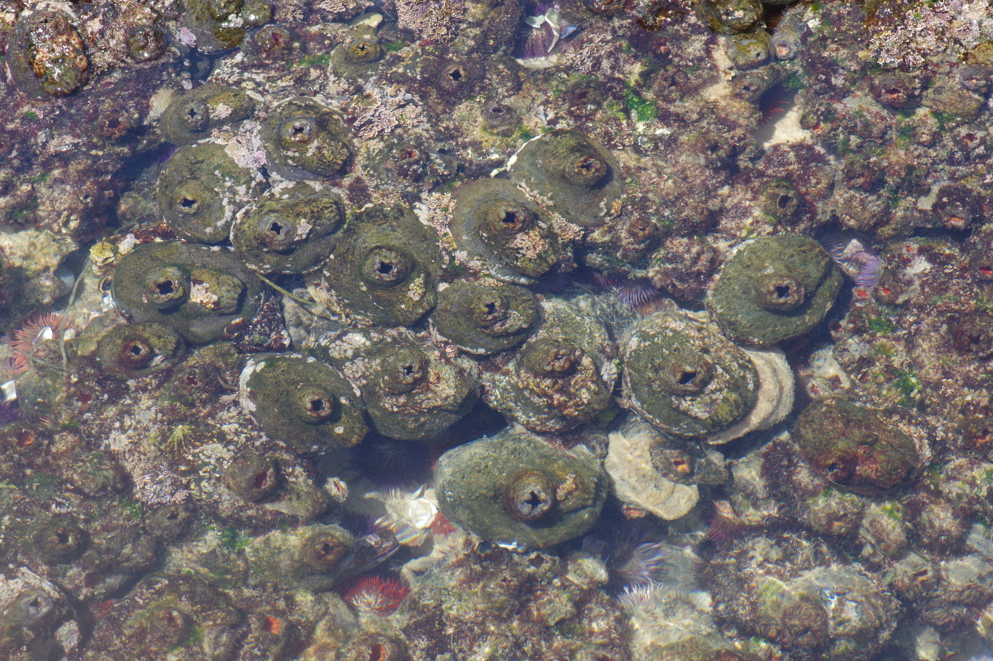Pyura stolonifera (Heller, 1878)