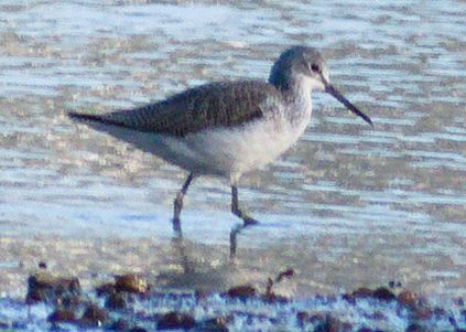 Common Greenshank (Tringa nebularia), photo 1