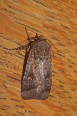 Proteuxoa comma