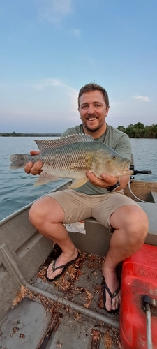 Brownspot largemouth (Serranochromis thumbergi) — Cichlidae