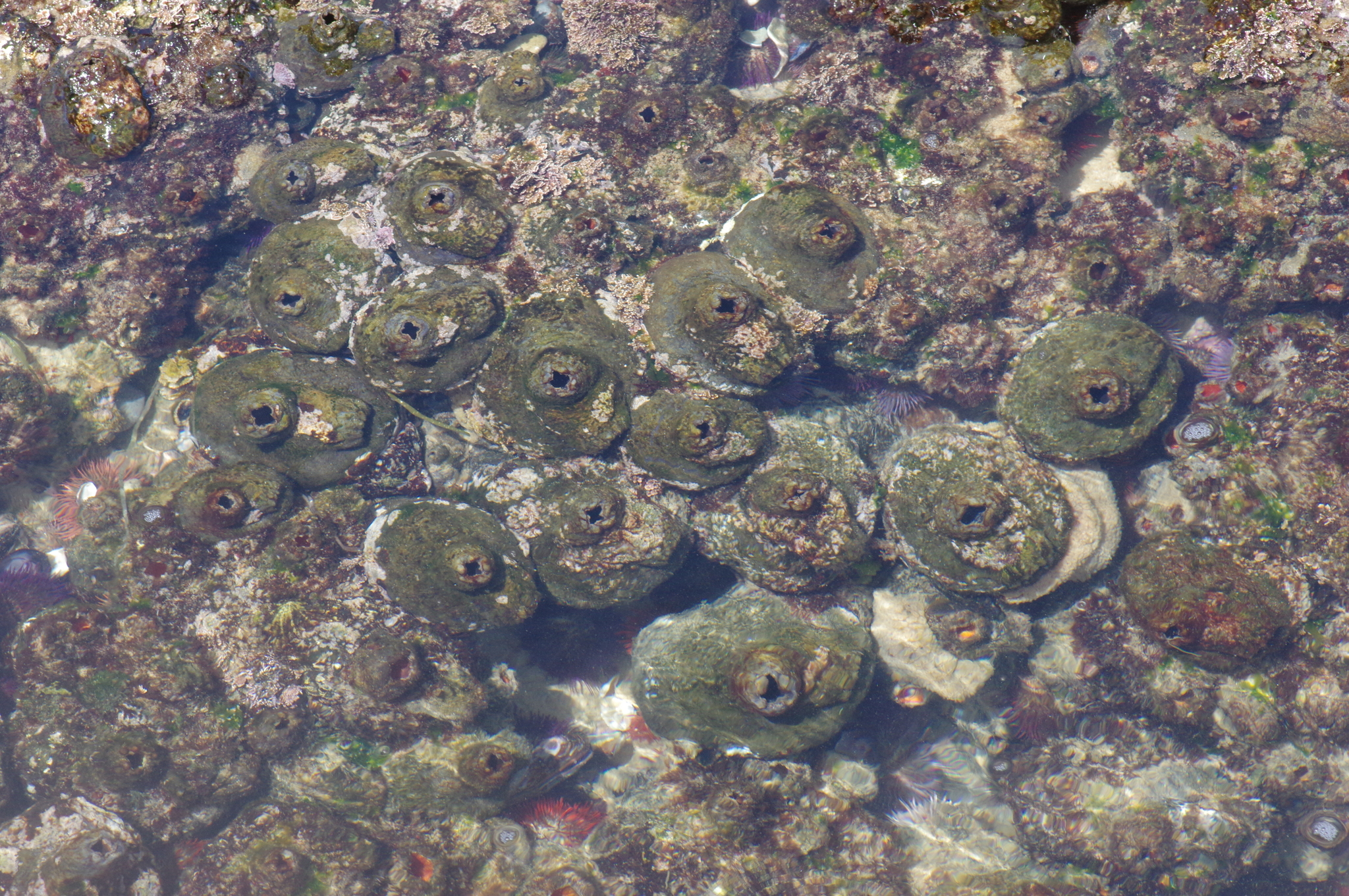 Pyura stolonifera (Heller, 1878)