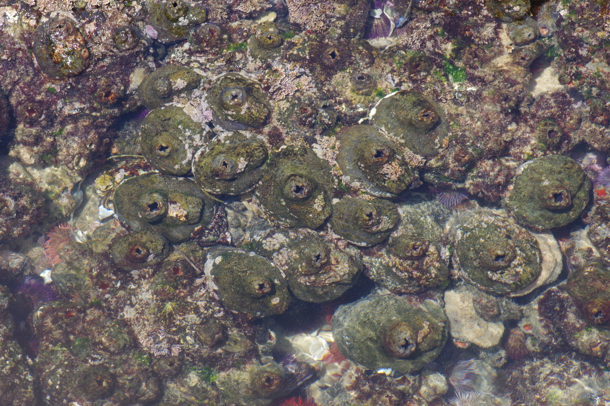 Pyura stolonifera (Heller, 1878)