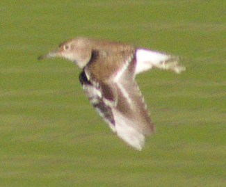 Common Sandpiper (Actitis hypoleucos), photo 5