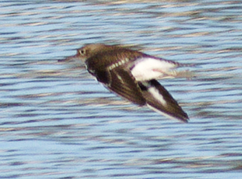 Common Sandpiper (Actitis hypoleucos), photo 6