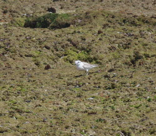 iNaturalist: (c) Craig Peter, some rights reserved (CC BY-NC), uploaded by Craig Peter iNaturalist image