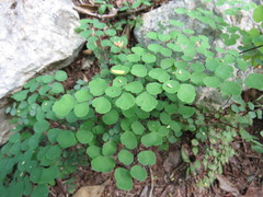 Adiantum tricholepis