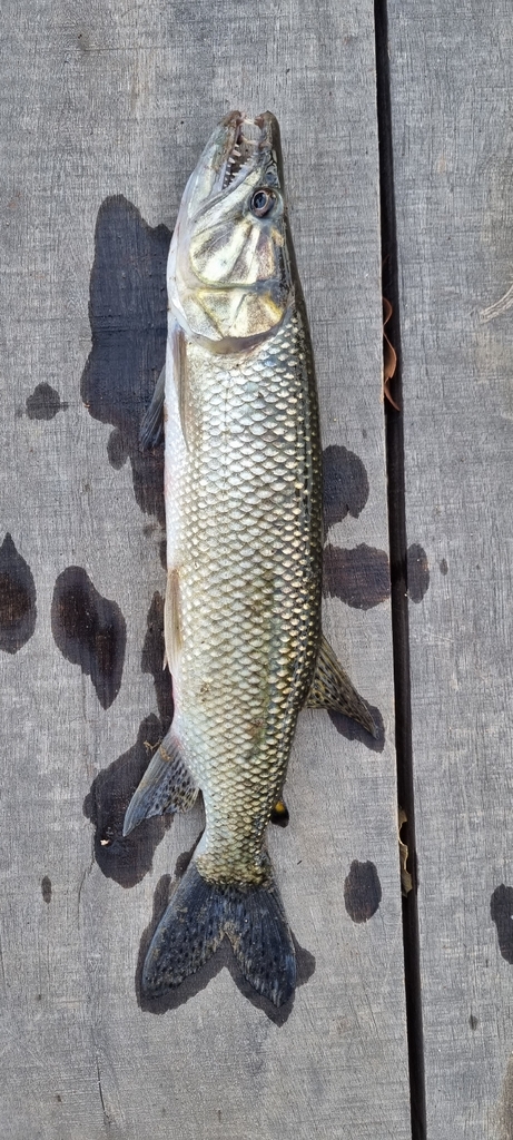 African pike (Hepsetus odoe) — Hepsetidae