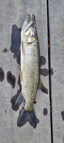African pike (Hepsetus odoe) — Hepsetidae