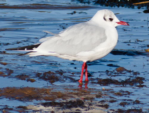 Black-headed Gull (Chroicocephalus ridibundus), photo 5