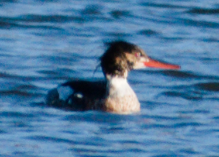 Red-breasted Merganser (Mergus serrator), photo 4