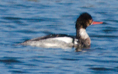 Red-breasted Merganser (Mergus serrator), photo 5