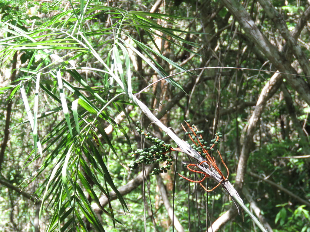 Bamboo palm clump growing