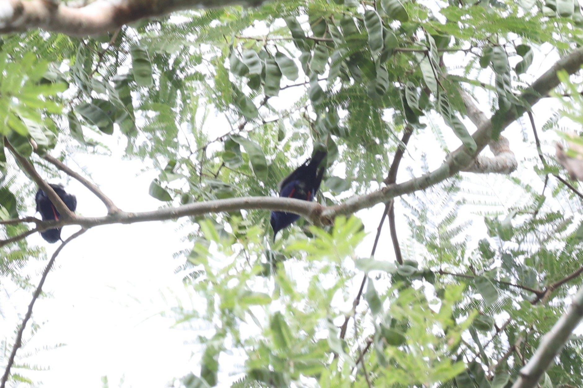 Red-legged Honeycreeper (Cyanerpes cyaneus), photo 1