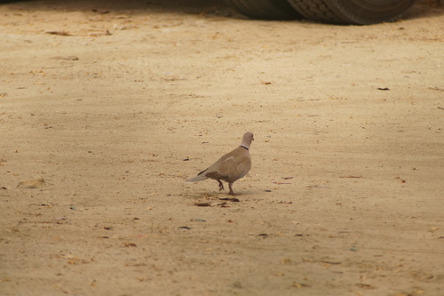 Eurasian Collared Dove (Streptopelia decaocto), photo 6