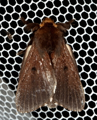 Symphyta nyctopis