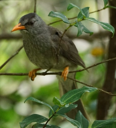 iNaturalist image