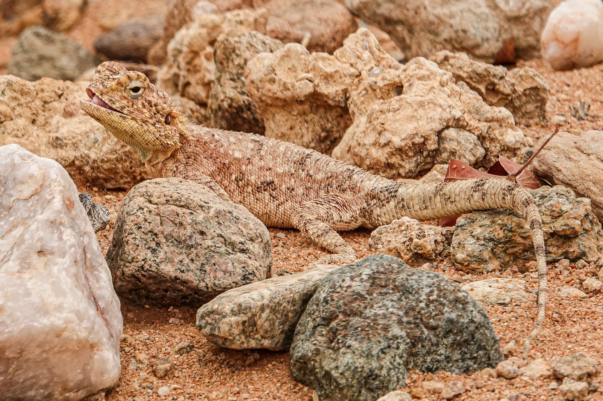 Agama anchietae Bocage, 1896