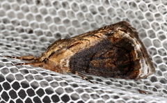 Zalissa catocalina