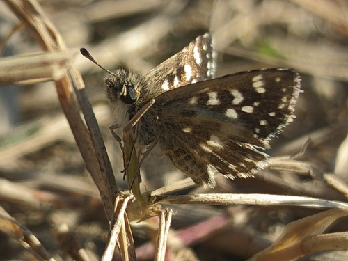 Asian Grizzled Skipper