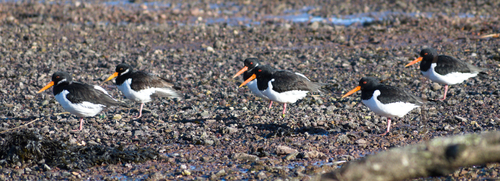 Eurasian Oystercatcher (Haematopus ostralegus), photo 5