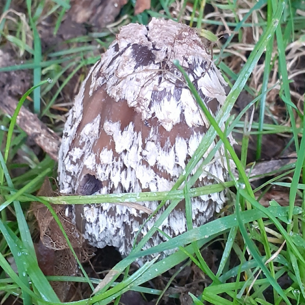 Coprinopsis picacea · January 2026 · photo: © bogsuckers (iNaturalist, cc-by)