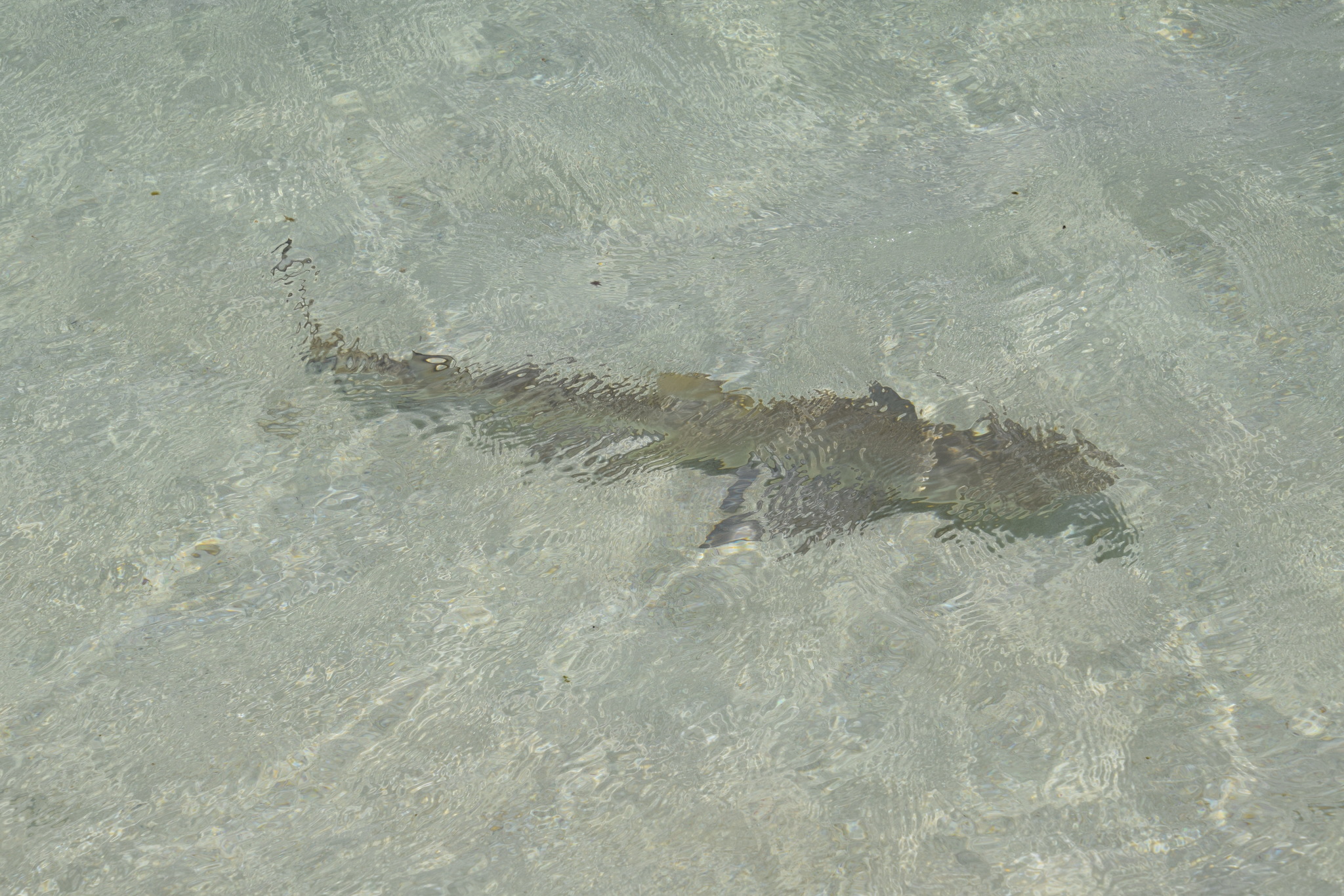 Negaprion acutidens (Rüppell, 1837)