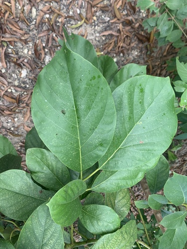 Avocado