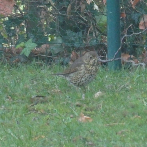 Song Thrush (Turdus philomelos), photo 9