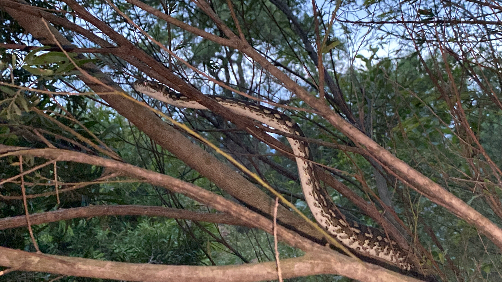 Morelia spilota mcdowelli Wells & Wellington, 1984