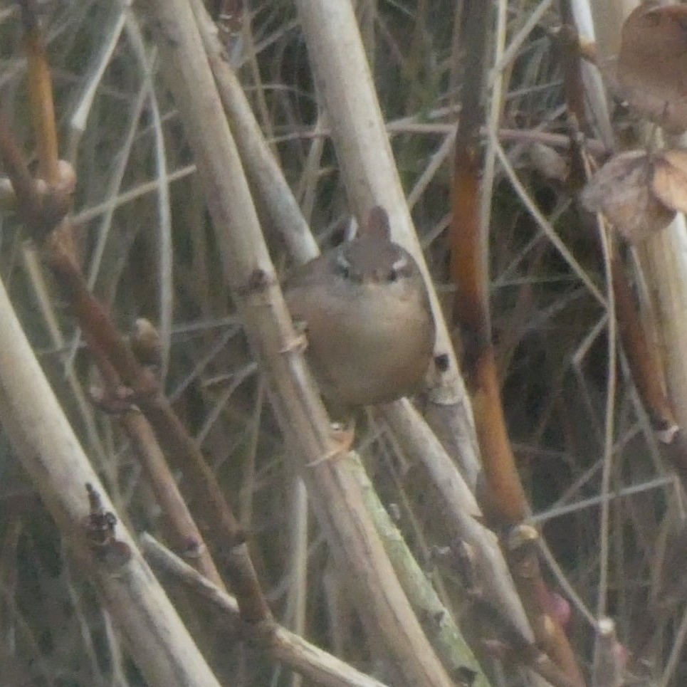 Eurasian Wren (Troglodytes troglodytes), photo 6