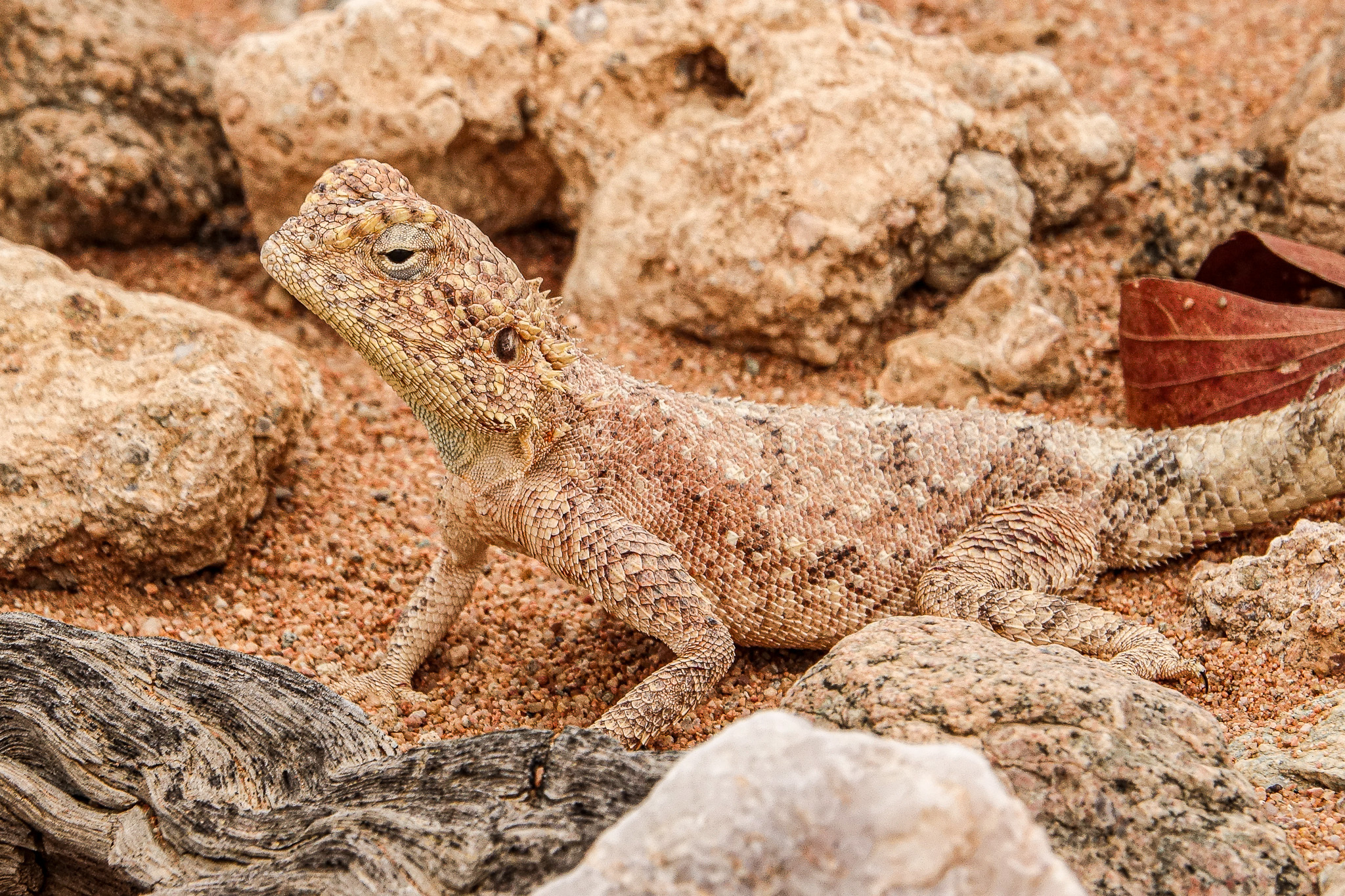 Agama anchietae Bocage, 1896
