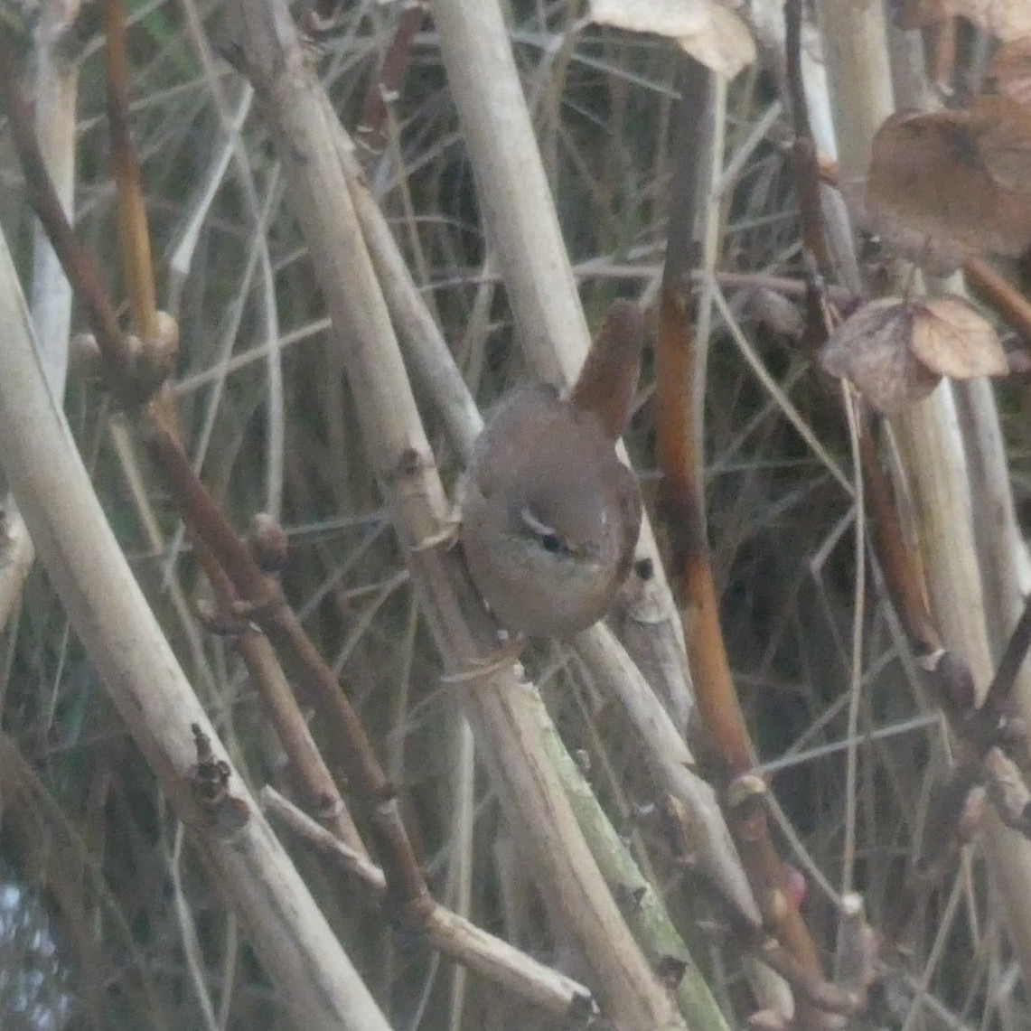Eurasian Wren (Troglodytes troglodytes), photo 7