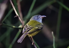 Oncostoma cinereigulare