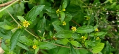 Synedrella nodiflora