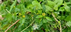 Synedrella nodiflora