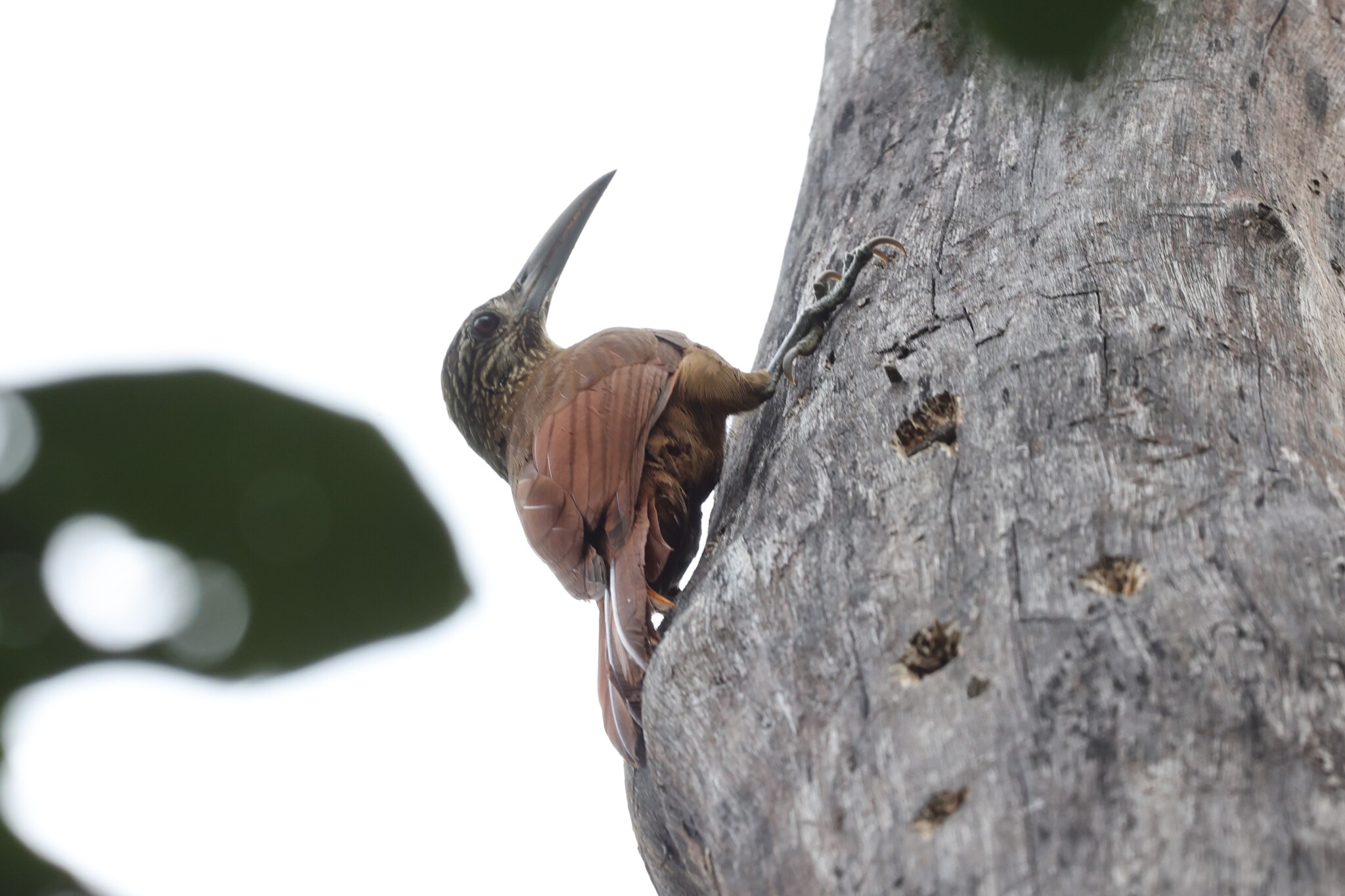 Strong-billed Woodcreeper (Xiphocolaptes promeropirhynchus), photo 2