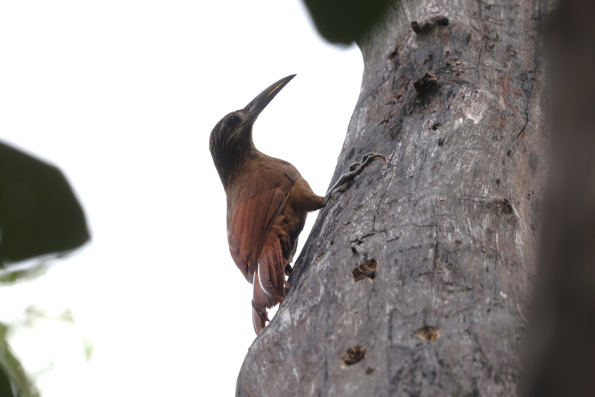 Strong-billed Woodcreeper (Xiphocolaptes promeropirhynchus), photo 7