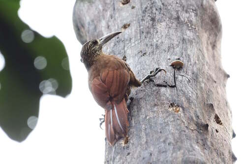 Strong-billed Woodcreeper (Xiphocolaptes promeropirhynchus)
