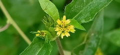 Synedrella nodiflora